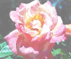 Rose für Gabriella